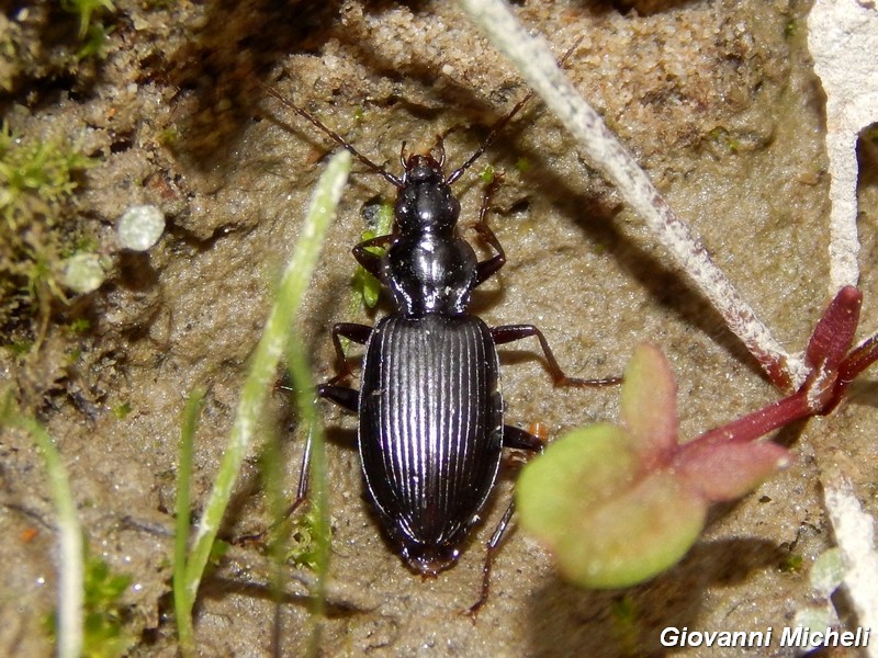 Carabidae del Parco del Ticino